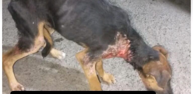 WhatsApp Image 2026-04-26 at 5.26.22 PM