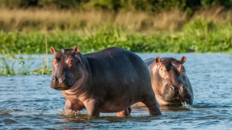 buscan-soluciones-con-los-hipopotamos-de-pablo-escobar-1588905