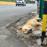 foto perro atropellado