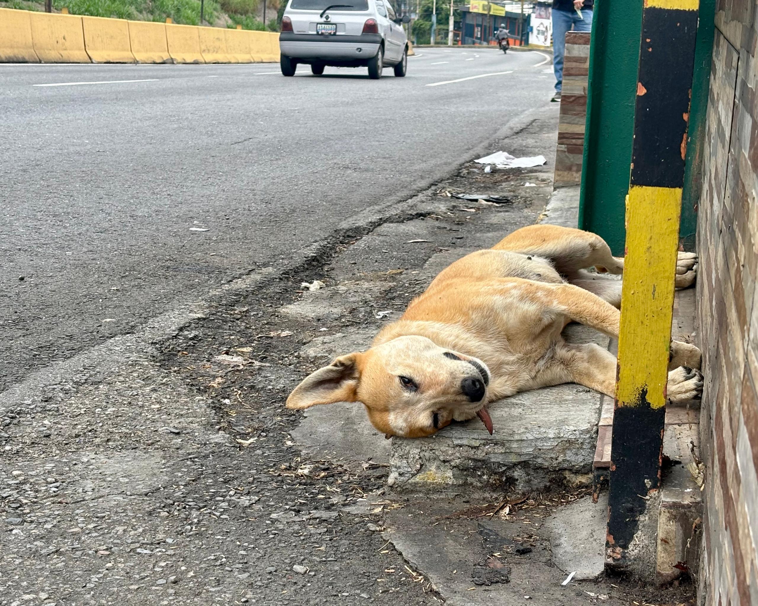 foto perro atropellado