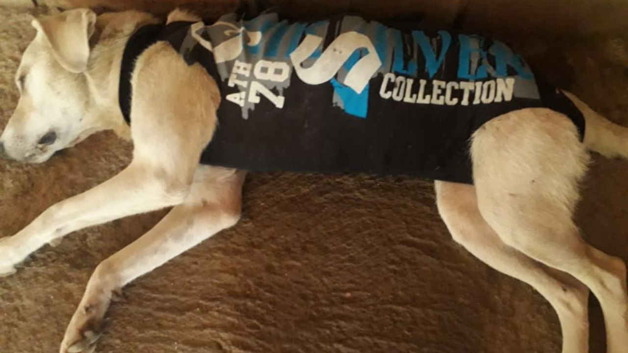 para fotos de la web (52)