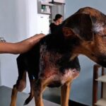 perro maltratado