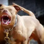 perro-pitbull-ataca-nino-un-ano