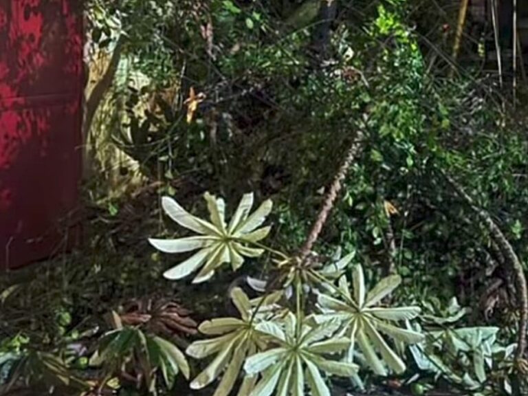 arboles
