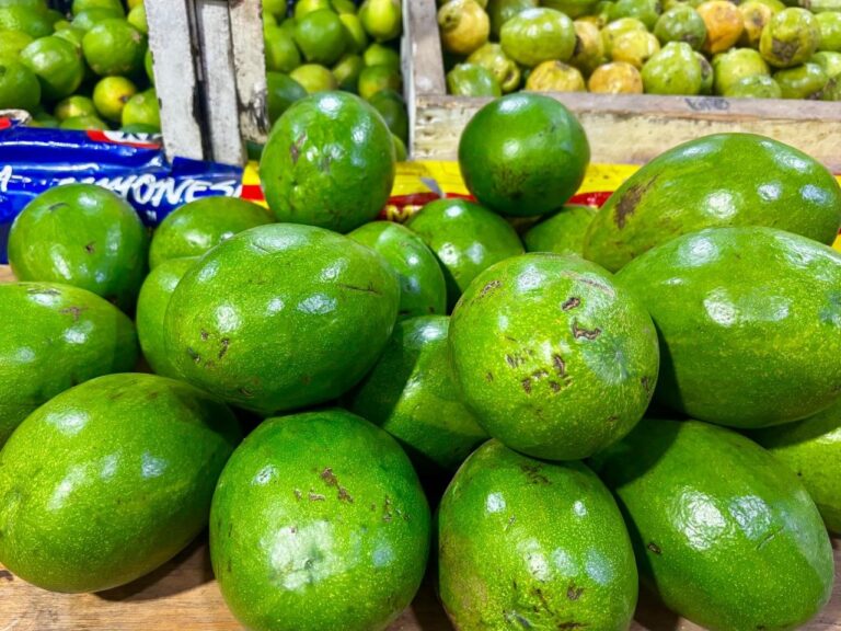aguacate