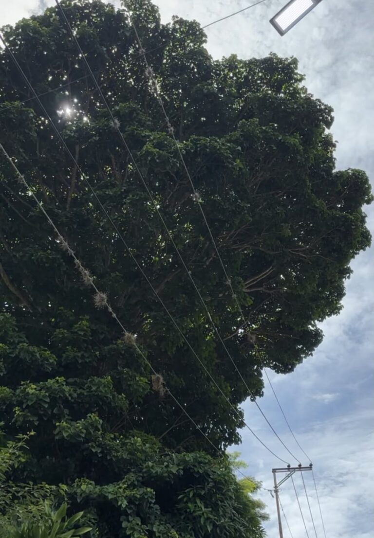 árbol