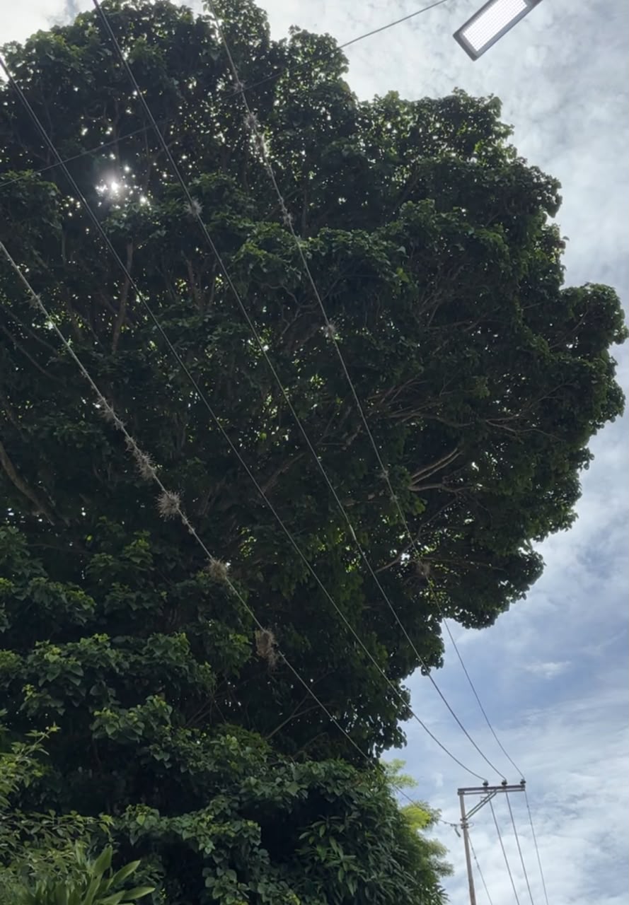 árbol