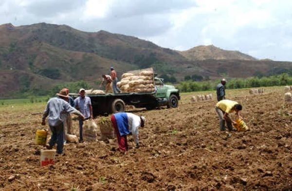 5. campo