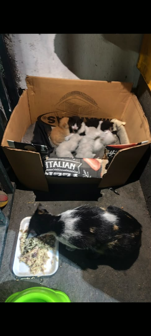 gatos