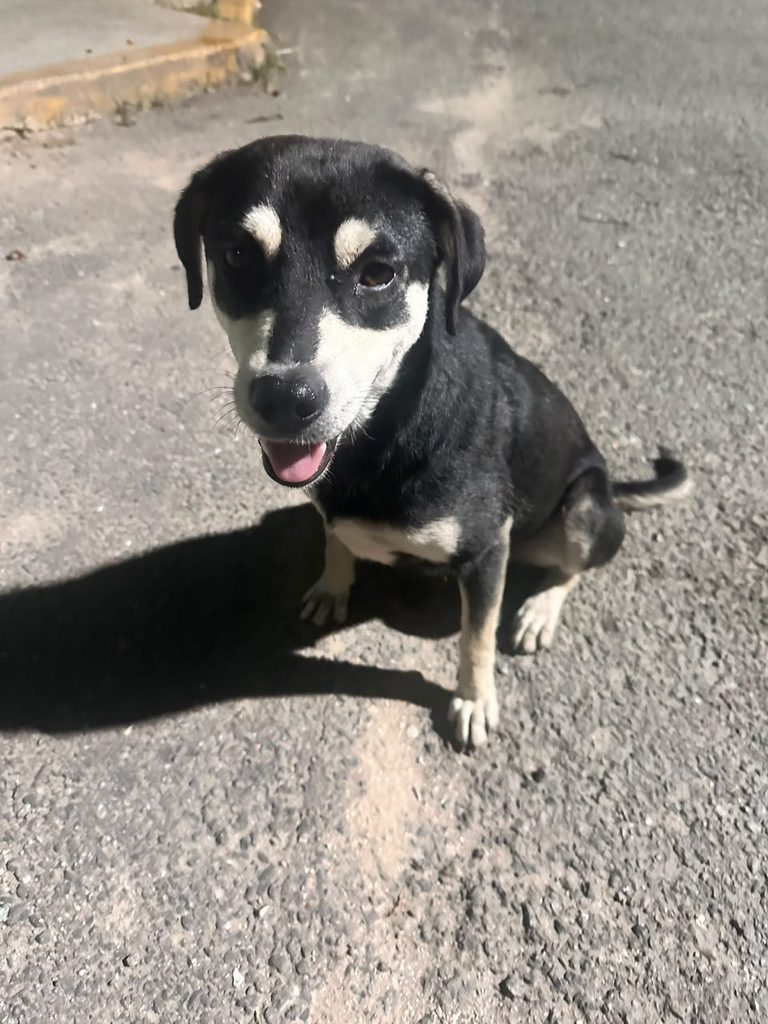 perrita