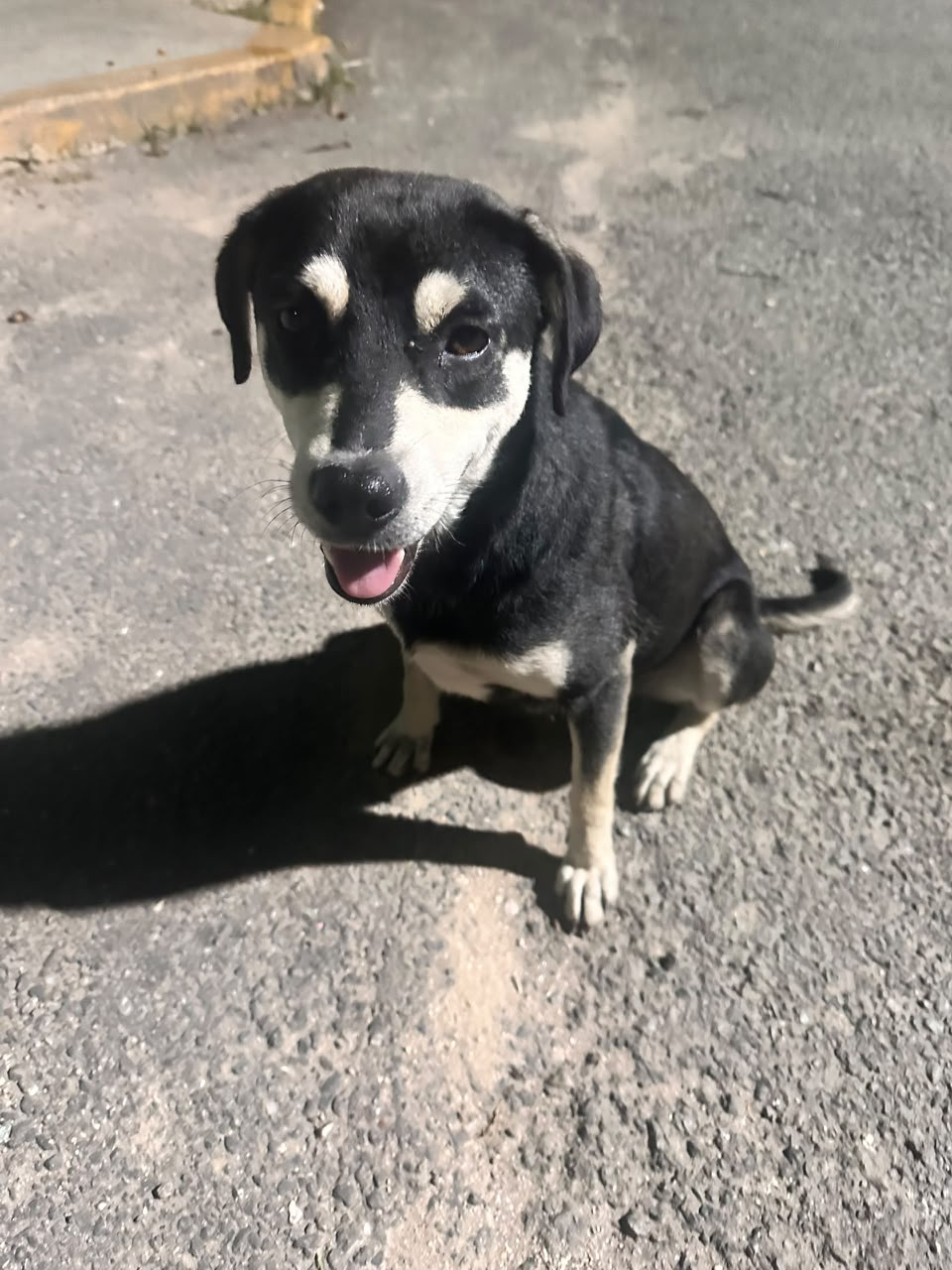 perrita