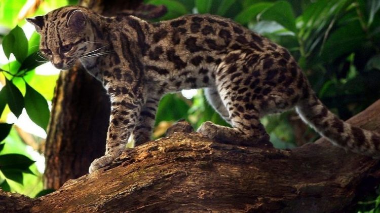 1200px-Margaykat_Leopardus_wiedii-1200x565-1