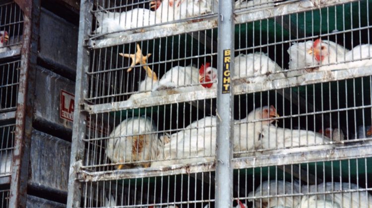 17.-broiler-chickens-in-transport
