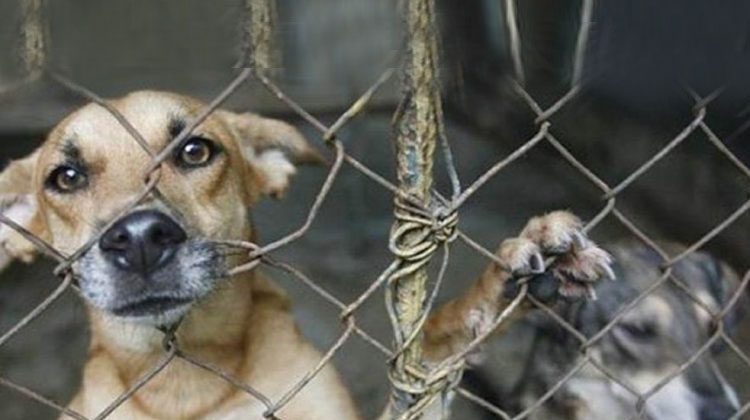 2 Maltrato-animal-Venezuela