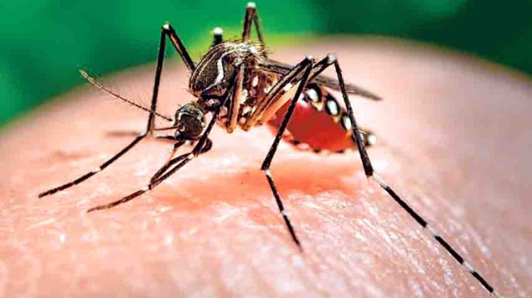 This 2006 photo made available by the Centers for Disease Control and Prevention shows a female Aedes aegypti mosquito acquiring a blood meal from a human host at the Centers for Disease Control in Atlanta. (AP Photo/Centers for Disease Control and Prevention, James Gathany)