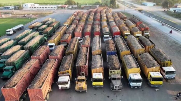 3 Zafra de caña de azucar