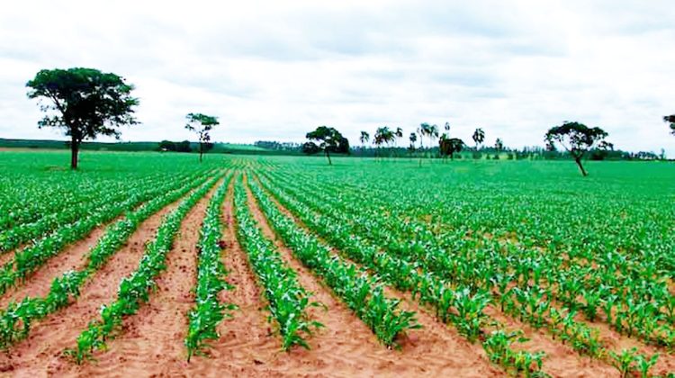 3 agricola-19