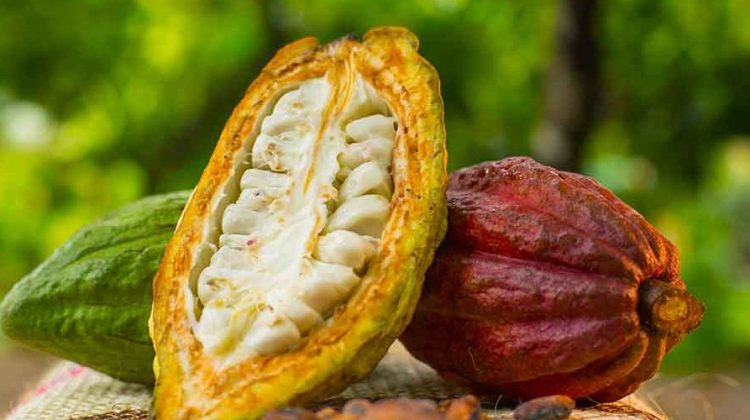 3-cacao-chocolate