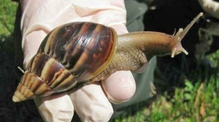 4 Caracol-africano-gigante-