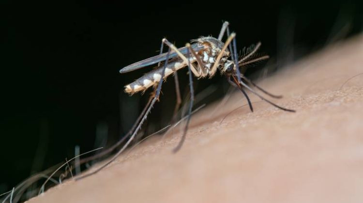 4-Mosquito