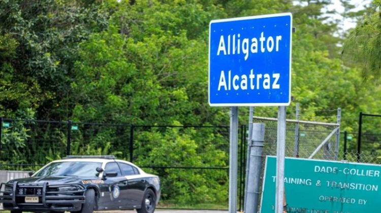5 ALLIGATOR