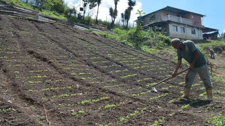 agricultor