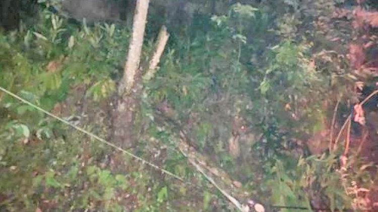 ARBOL-CAIDO-BOSQUE-ALEGRE2-copia