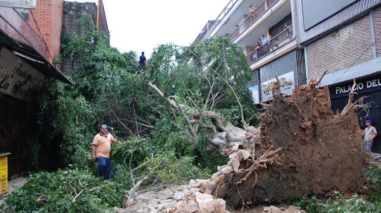 ARBOL CAIDO BULEVAR VARGAS lista