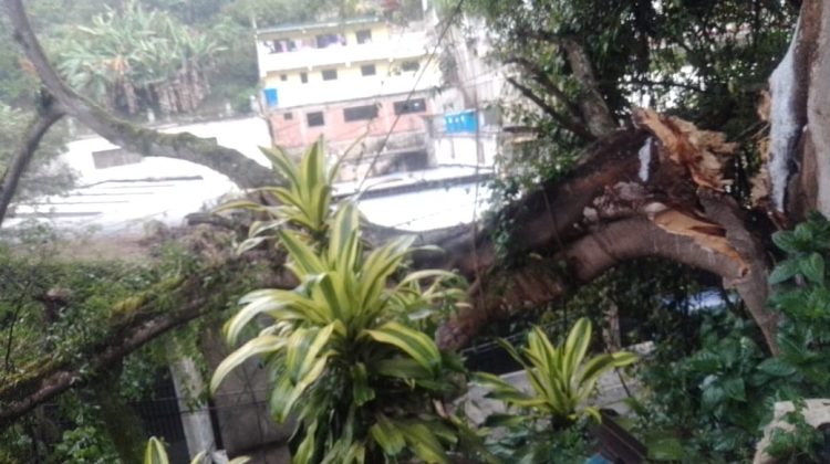 ARBOL