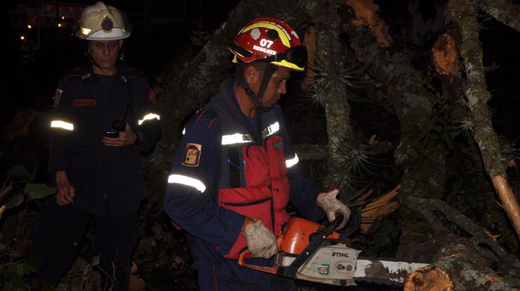 Arbol Caido Carrizal1 Ali G