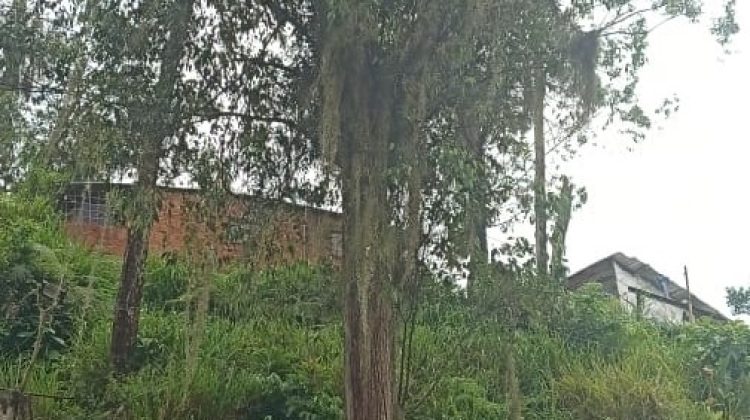 Árbol La Pradera