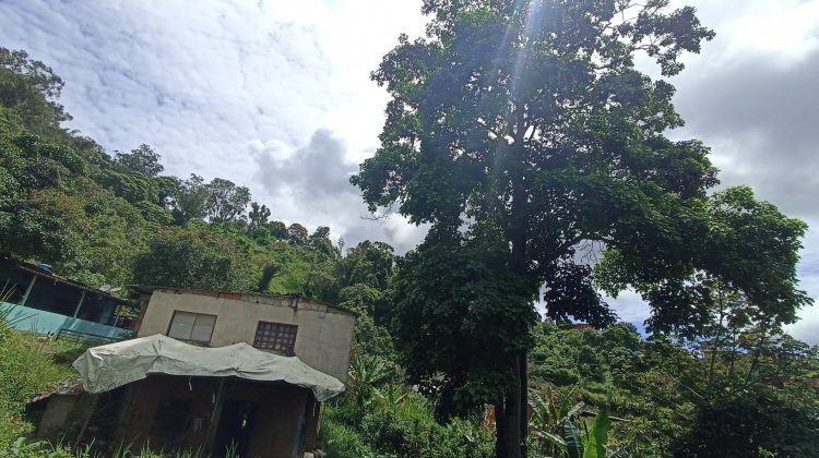 Árbol Los Lagos
