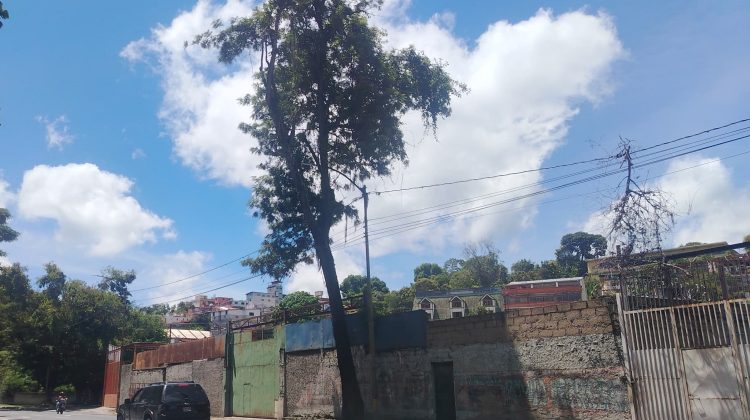 Arbol victor batista