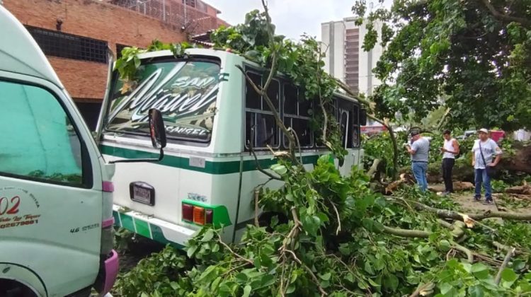 Árbol y autobus