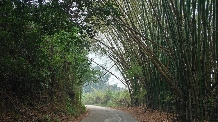 Bambúes vía Montes Verdes