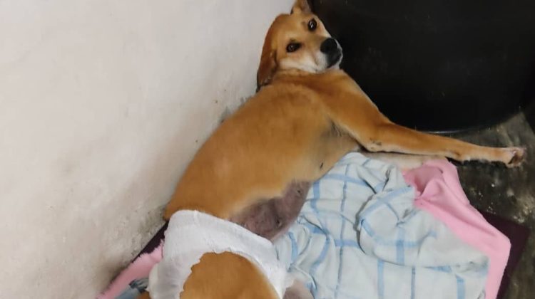 Canela