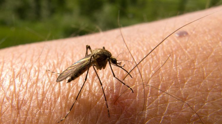 El mosquito se encuentra mayormente en zonas selváticas