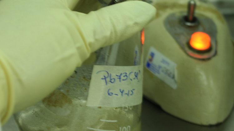 En el mundo hay más de 600.000 especies de hongos. Foto Marie Fuzeau (Cortesía Ivic)