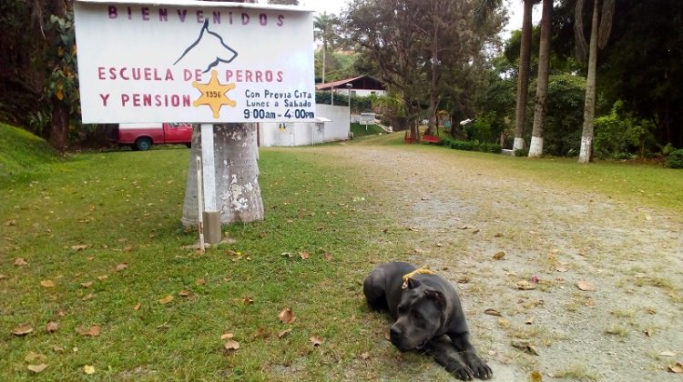 Escuela para perros (2)