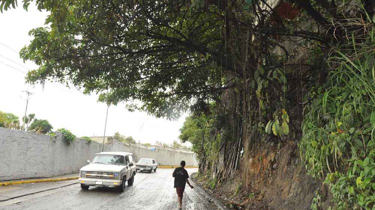 FELIXL-ARBOL CARRETERA VIEJA