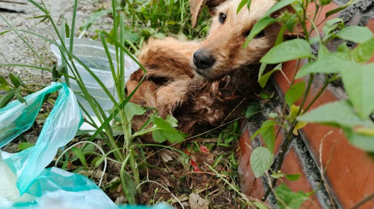 FOTO 1 - perra abanonada en saco con gusanos