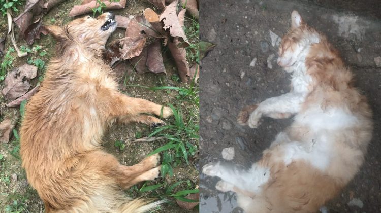 FOTO-ANIMALITOS-QUE-VA