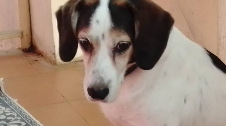 FOTO NUEVA PERRITO
