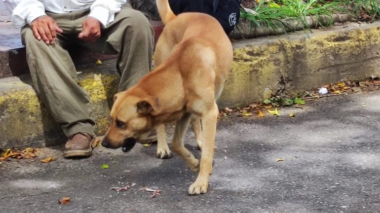 FOTO PPAL-perro agresivo
