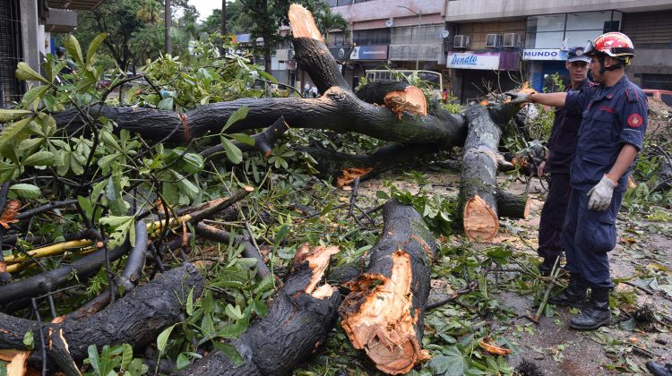 GR bomberos talaron el arbol