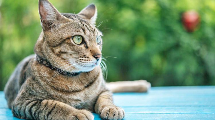 Close-up of the tabby on the blue cement floor and looking to the left