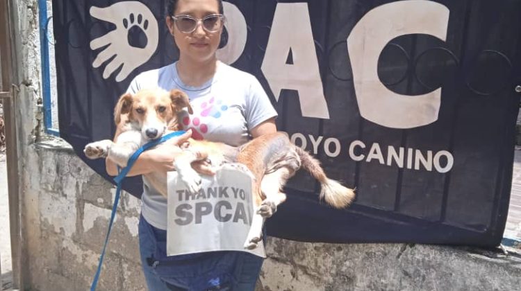 JORNADA-DE-ESTERILIZACION-PARA-MASCOTAS