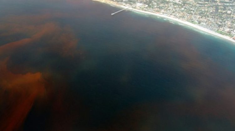 La-Jolla-Red-Tide-696x421