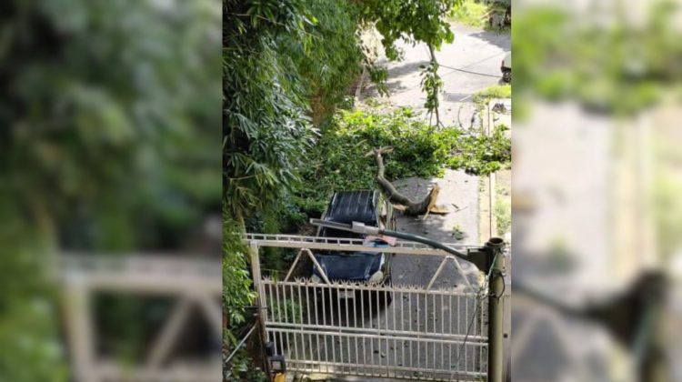 La caída de varias ramas de un gigantesco árbol de jabillo causó alarma entre los habitantes de residencias El Rosario (1)