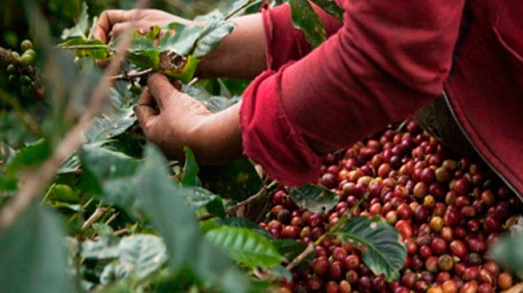 Mas-de-2.800-kilogramos-de-cafe